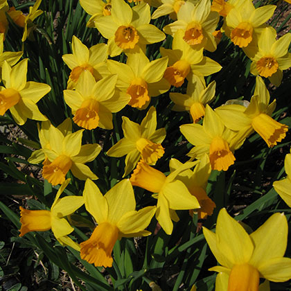 image de Narcissus spp. 