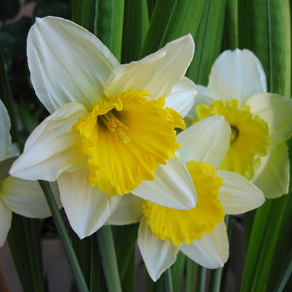 image de Narcissus spp. 