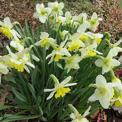 image de Narcissus spp. 