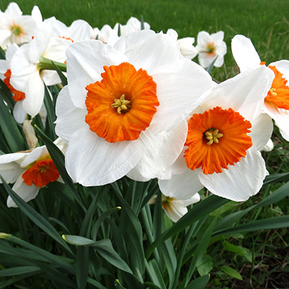 image de Narcissus spp. 