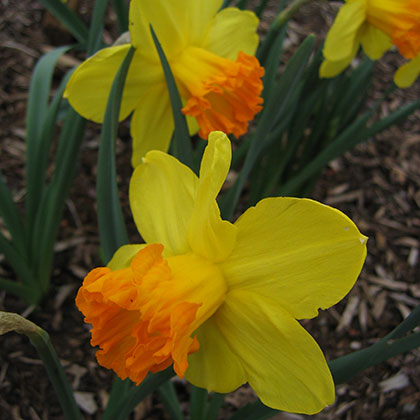 image de Narcissus spp. 