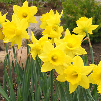 image de Narcissus spp. 