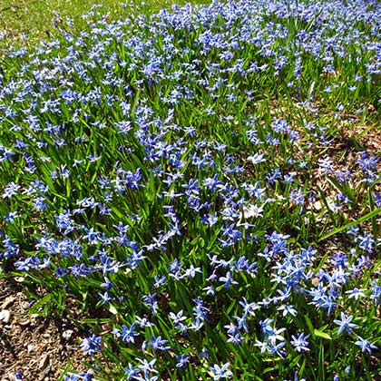 image de Scilla siberica 