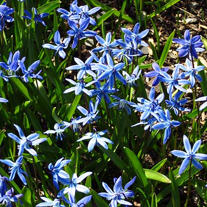 image de Scilla siberica 