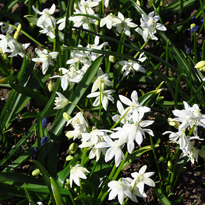 image de Scilla sibirica Alba