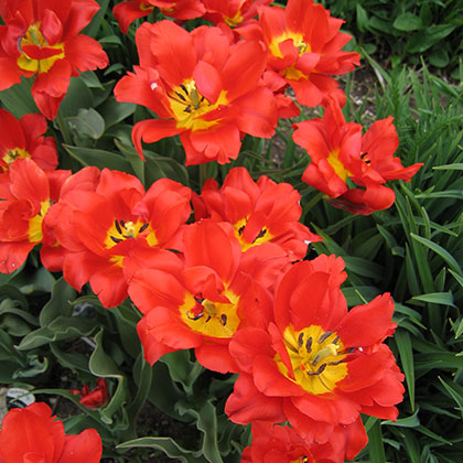 image de Tulipa Abba