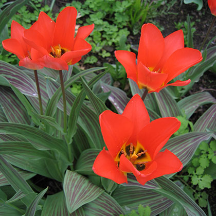 image de Tulipa greigii Red Riding Hood