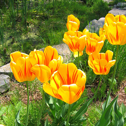 image de Tulipa La Courtine