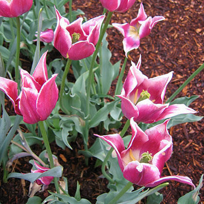 image de Tulipa hybride 