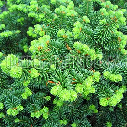 image de Abies balsamea Nana