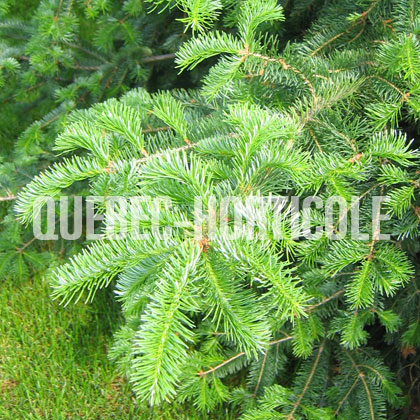 image de Abies balsamea 