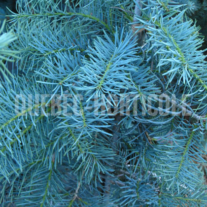 image de Abies concolor Blue Cloak