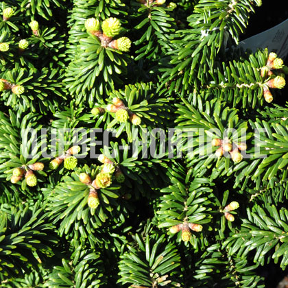 image de Abies balsamea Piccolo