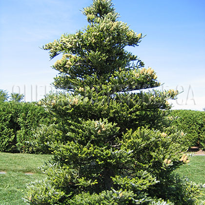 image de Abies koreana Horstmann's Silberlocke