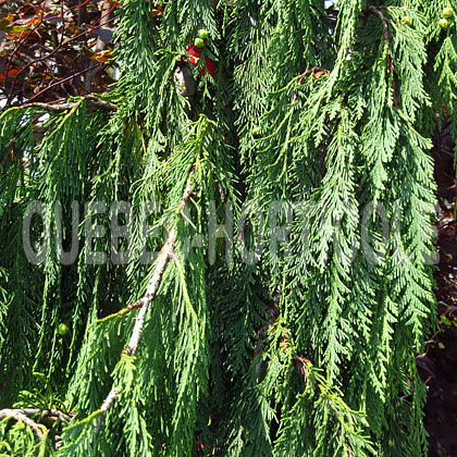 image de Chamaecyparis nootkatensis Pendula