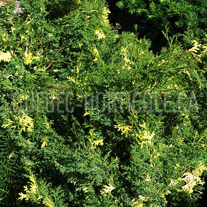 image de Chamaecyparis obtusa Saffron Spray