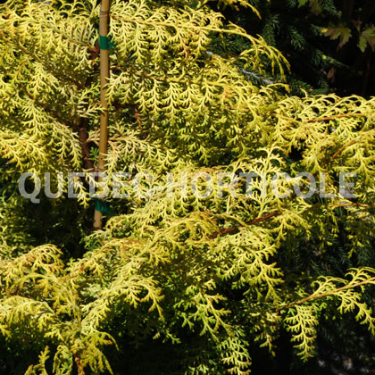 image de Chamaecyparis obtusa Sunlight Lace