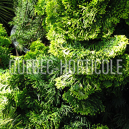 image de Chamaecyparis obtusa Verdoni