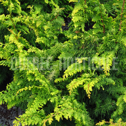 image de Chamaecyparis obtusa Fernspray Gold