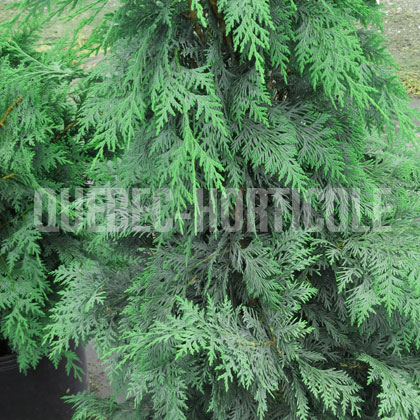 image de Chamaecyparis nootkatensis Glauca