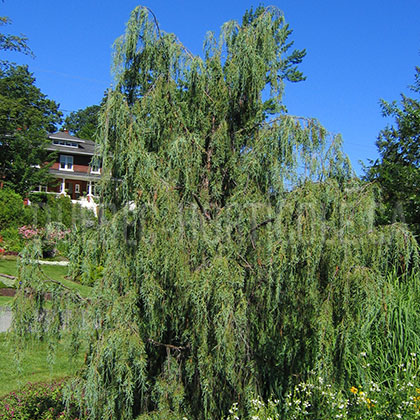 image de Juniperus scopulorum  Tolleson's Blue Weeping