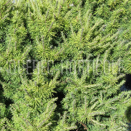 image de Larix laricina Deborah Waxman