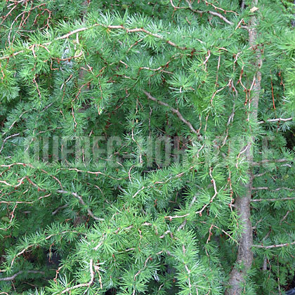 image de Larix kaempferi Diana