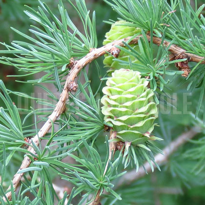 image de Larix kaempferi Diana