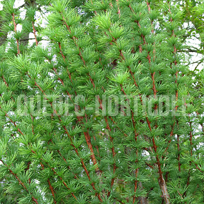 image de Larix kaempferi Jacobsen's Pyramid