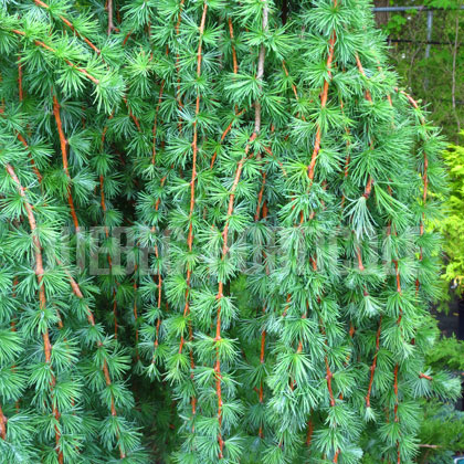 image de Larix decidua Pendula