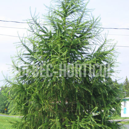 image de Larix laricina 