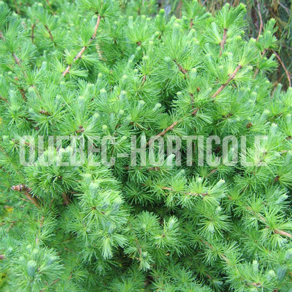 image de Larix laricina Little Blue Ball