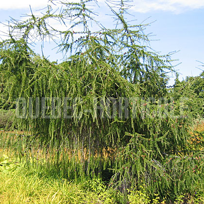 image de Larix x eurolepis Varied Directions