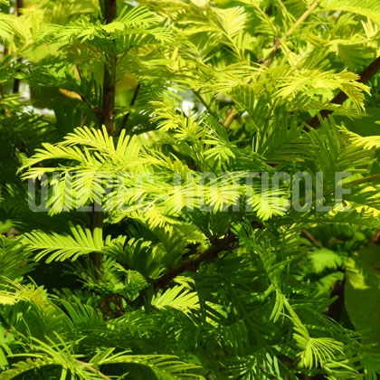 image de Metasequoia Gold Rush