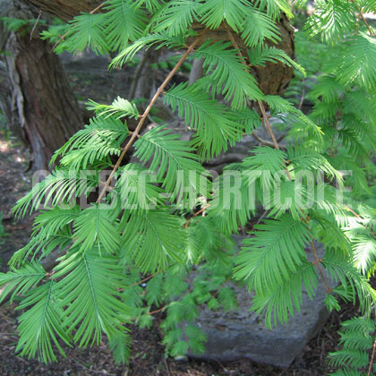 image de Metasequoia glyptostroboides 