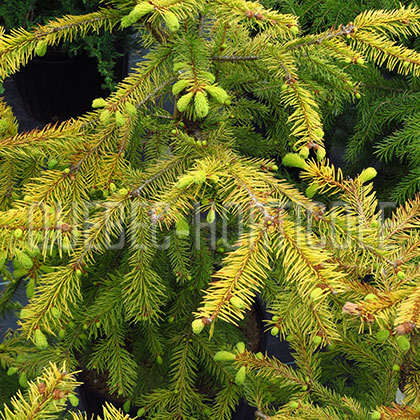 image de Picea abies Aurea Magnifica