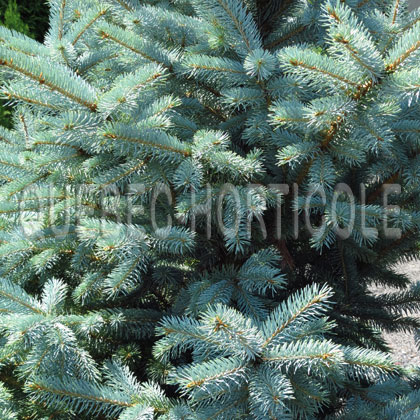 image de Picea pungens Bakeri