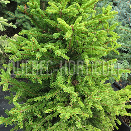 image de Picea abies Clanbrassiliana