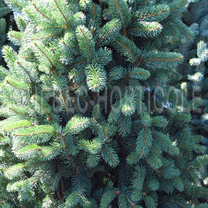 image de Picea abies Cupressina