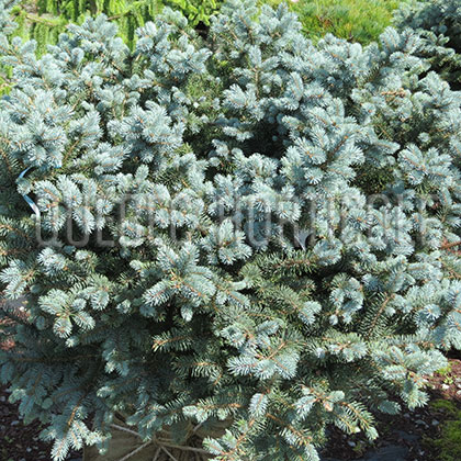 image de Picea pungens Glauca Globosa