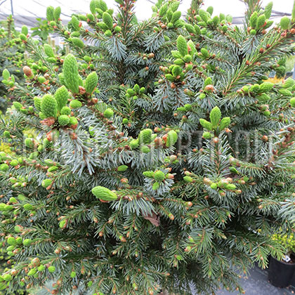 image de Picea omorika Pimoko