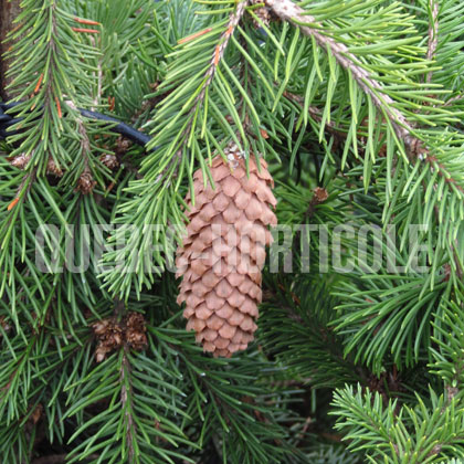 image de Picea abies Acrocona