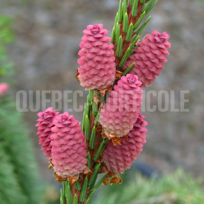 image de Picea abies Acrocona