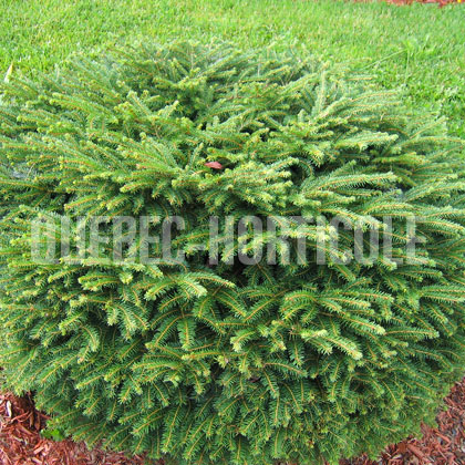 image de Picea abies Nidiformis