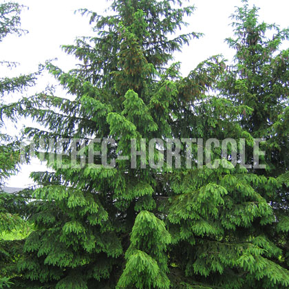 image de Picea abies 