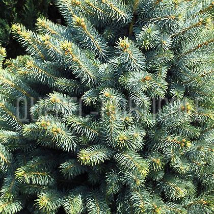 image de Picea pungens Baby Blue Eyes