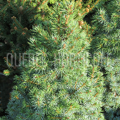 image de Picea glauca Sander's Blue