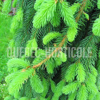 image de Picea abies Inversa