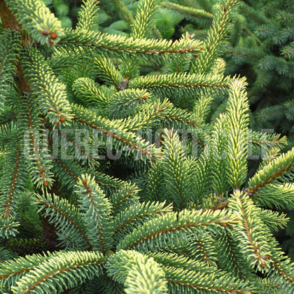 image de Picea mariana Aureovariegata