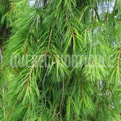 image de Pinus strobus Angel Falls